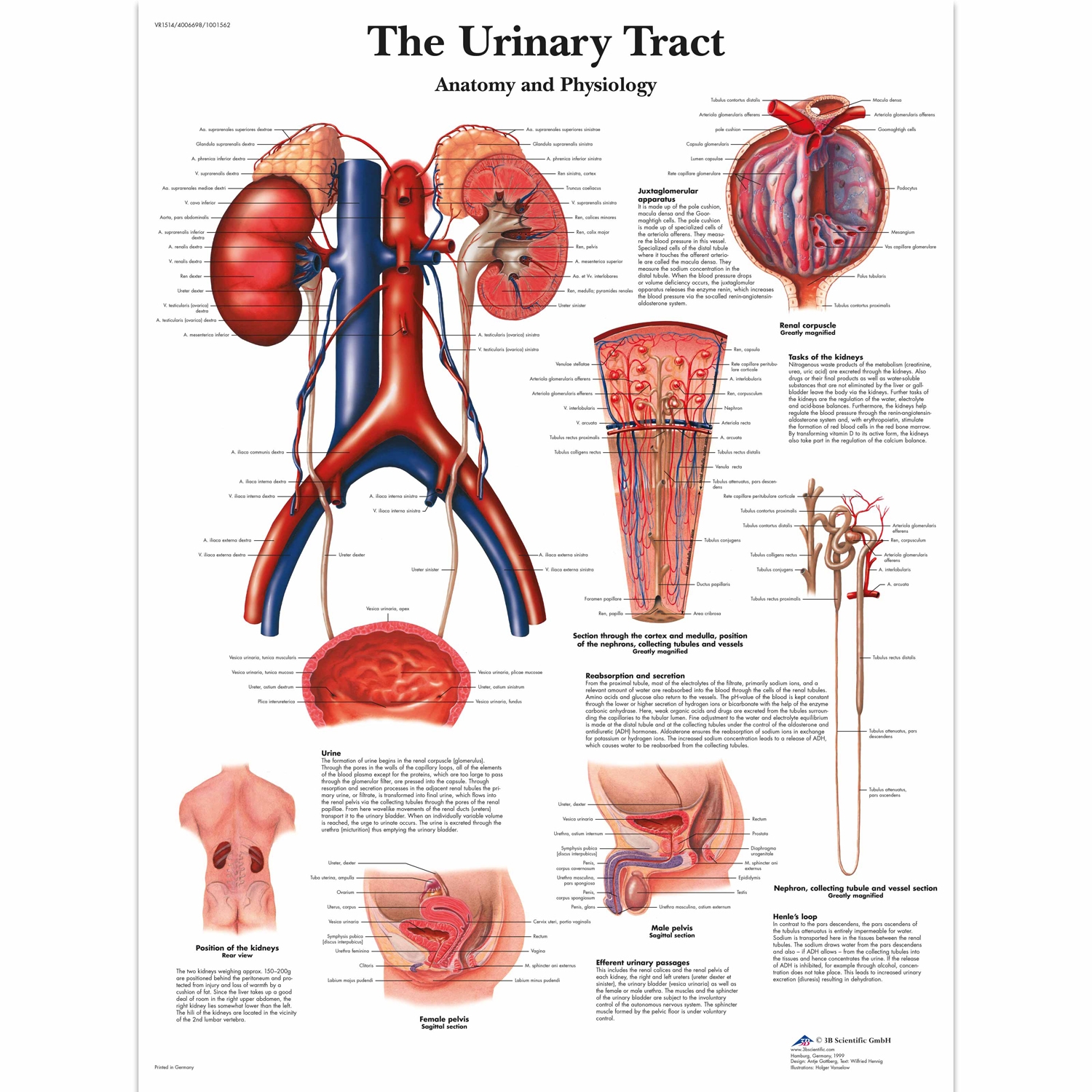 Pancarte murale plastifiée The Urinary Tract - 50 x 67 cm