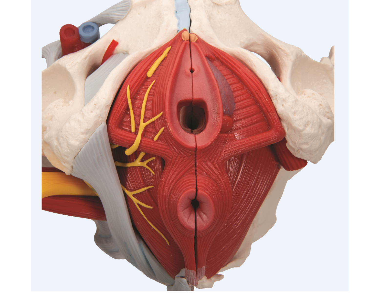 Modèle anatomique - bassin féminin avec ligaments, nerfs, muscles et organes - 6