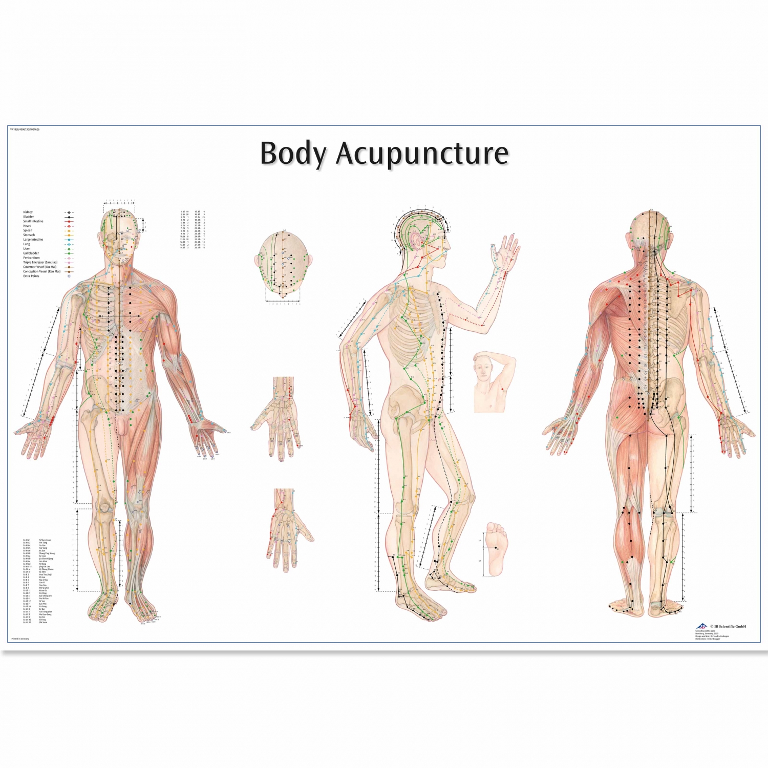 Wandplaat geplastificeerd Body acupuncture - 68 - 97 cm