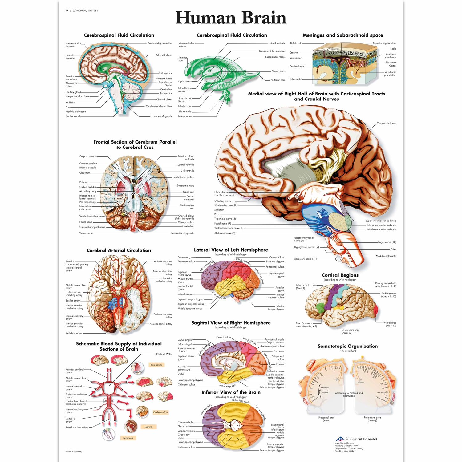 Pancarte murale plastifiée Human Brain - 50 x 67 cm