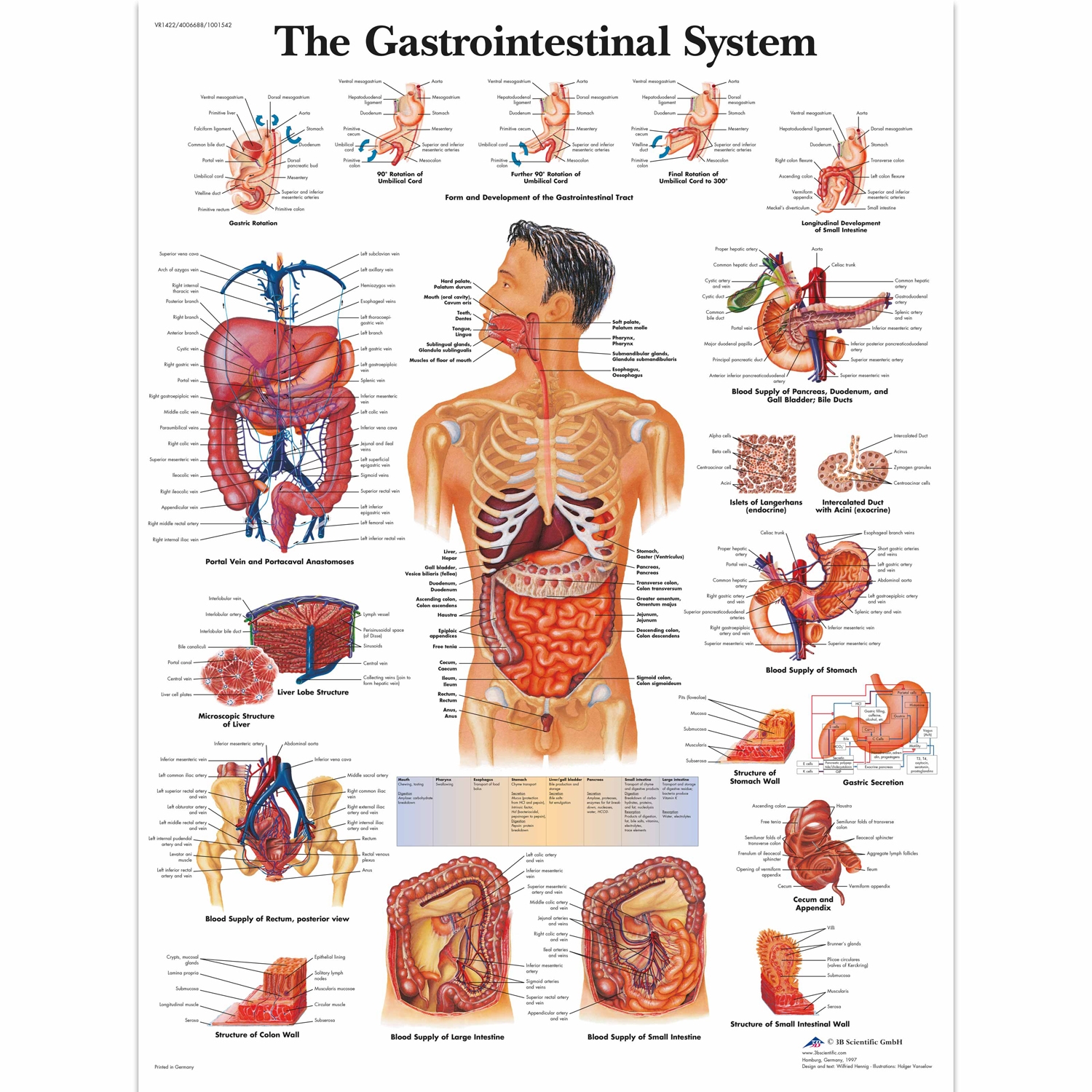 Wandplaat geplastificeerd The Gastrointestinal System - 50 x 67 cm