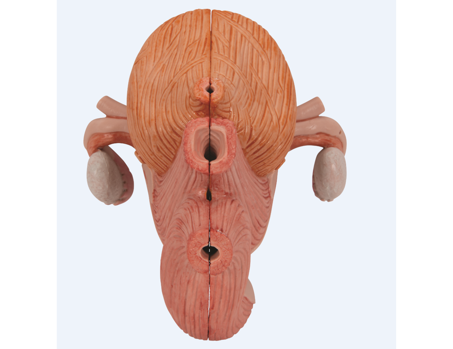 Modèle anatomique - bassin féminin avec ligaments, nerfs, muscles et organes - 6