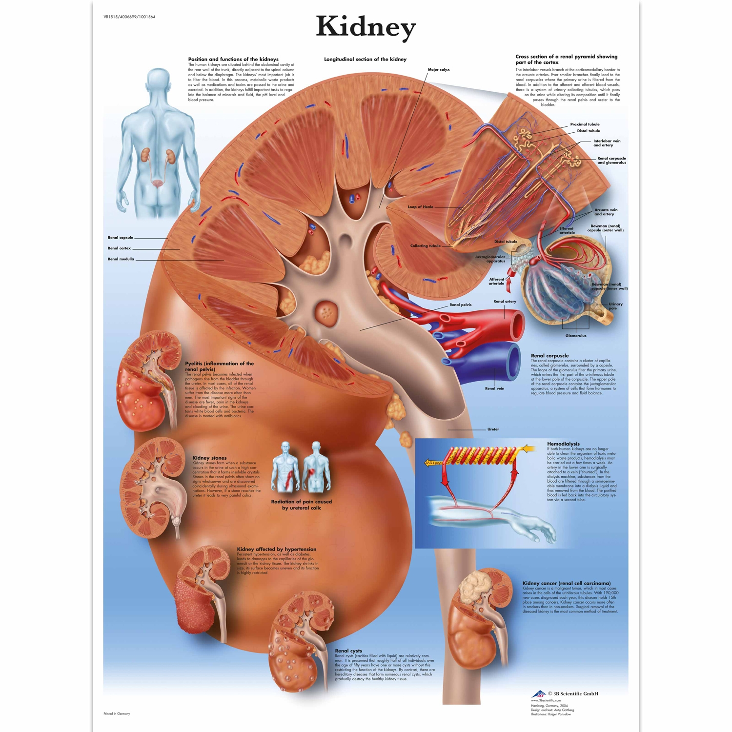 Wandplaat geplastificeerd Kidney - 50 x 67 cm