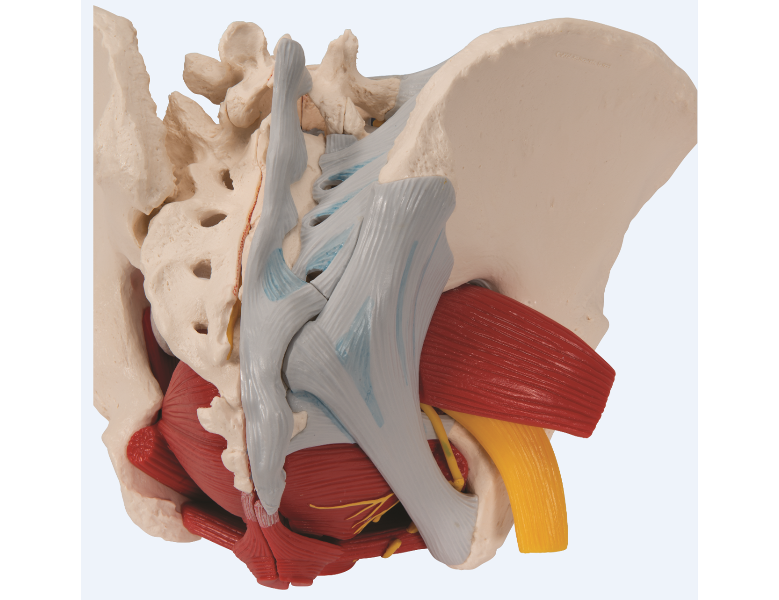 Modèle anatomique - bassin féminin avec ligaments, nerfs, muscles et organes - 6