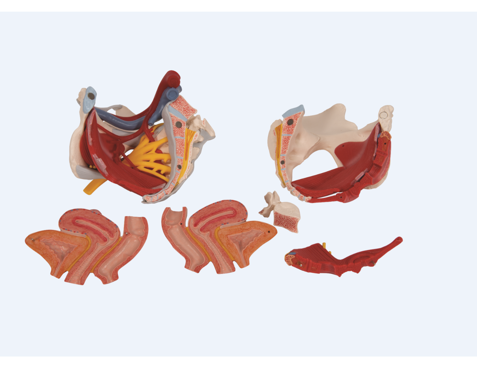 Modèle anatomique - bassin féminin avec ligaments, nerfs, muscles et organes - 6